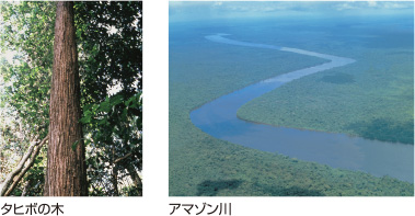 （左）タヒボの木　（右）アマゾン川