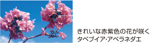 きれいな赤紫色の花が咲くタベブイア・アベラネダエ