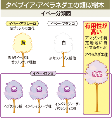 タベブイア・アベラネダエの類似樹木