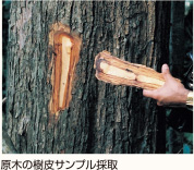 原木の樹皮サンプル採取